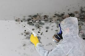 Why You Should Choose Our Mold Remediation Services in Sun Valley, ID